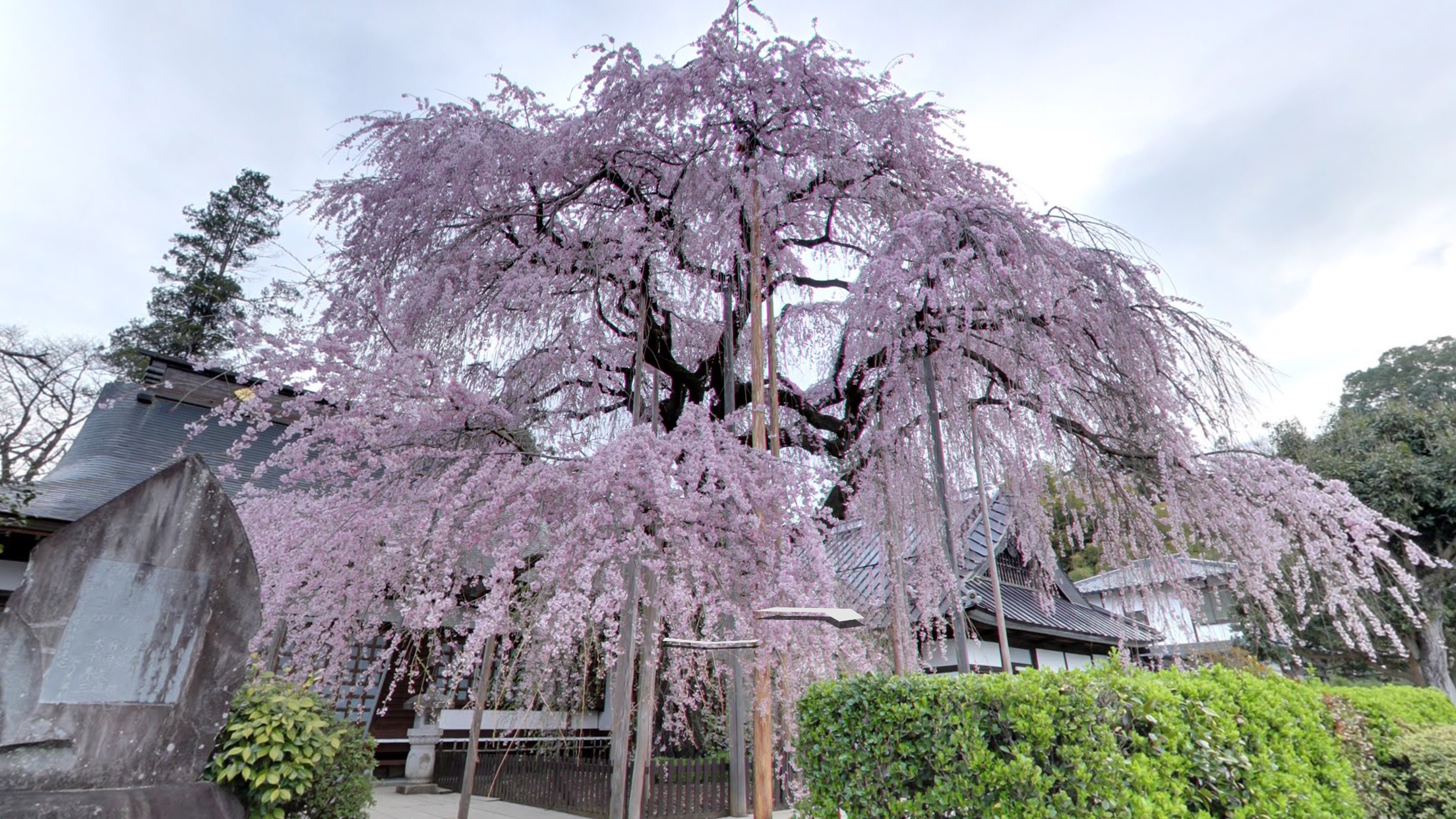 花見に役立つ、Googleマップアプリで桜の開花情報やおすすめスポットを提供中